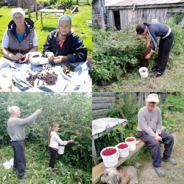 Поможем в сборе ягод